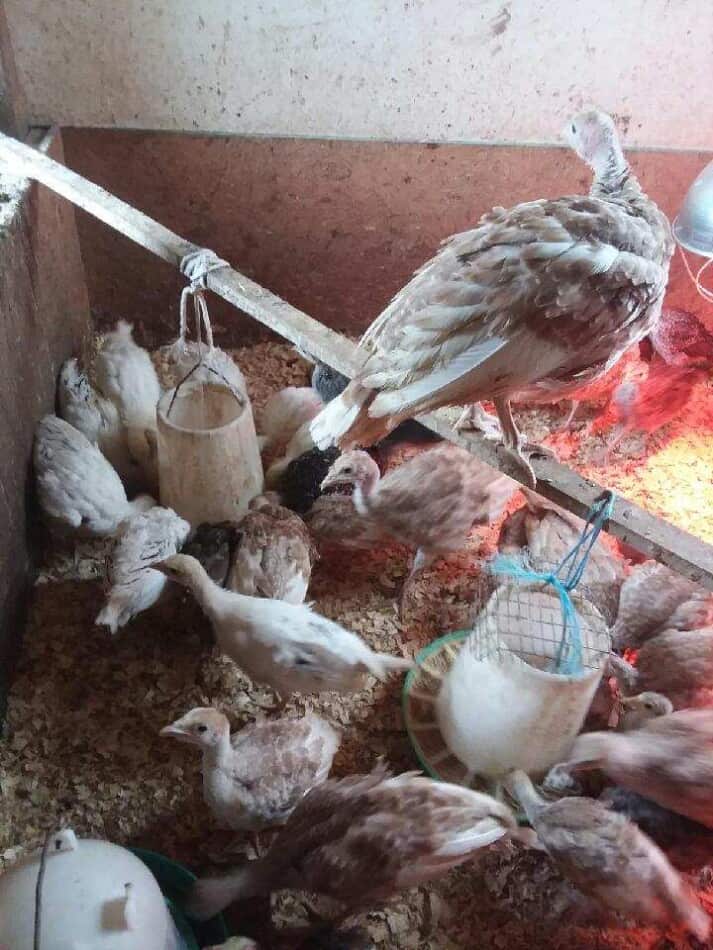 Dindonneaux dans une couveuse à la ferme Echoinghills