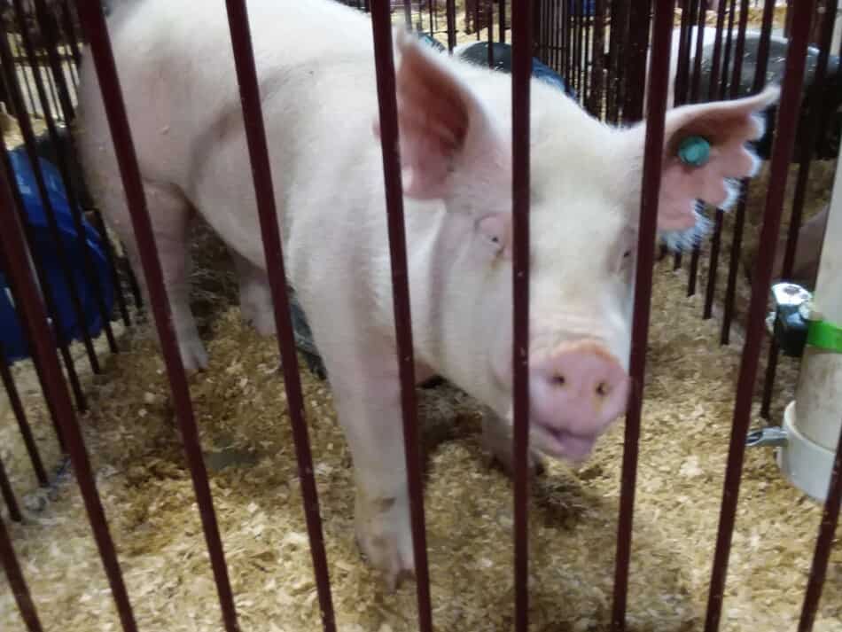 cochon blanc à la foire