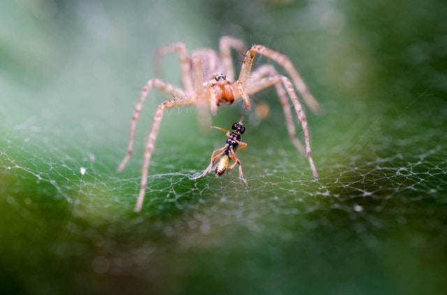 Insectes bénéfiques pour les murs végétaux