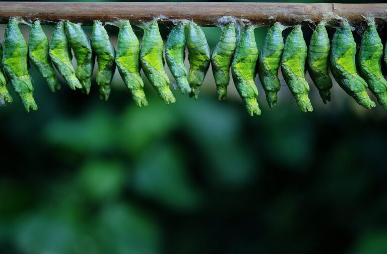 Lutte antiparasitaire sur les murs végétaux
