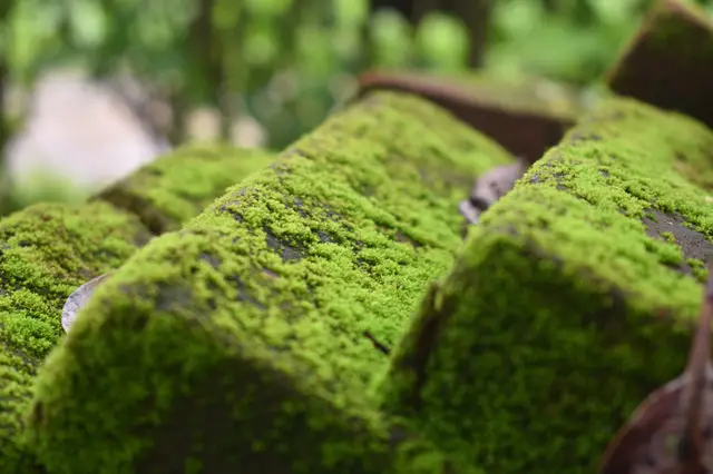 Où trouver de la mousse dans votre jardin