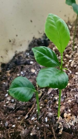 Un plant de citronnier que j'ai fait pousser, il n'avait pas encore d'épines.