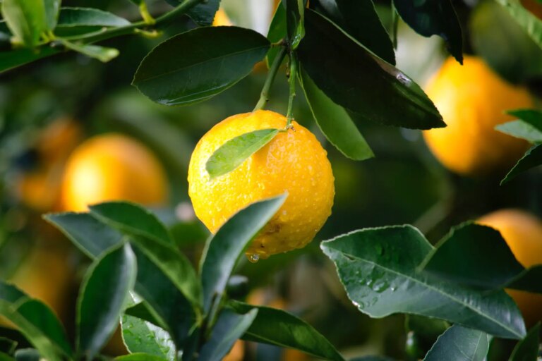 Les citronniers ont-ils des épines ?
