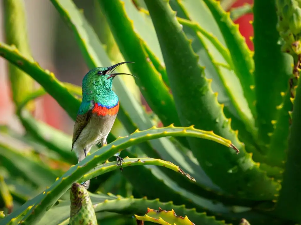 Oiseau sur une plante d'aloe vera