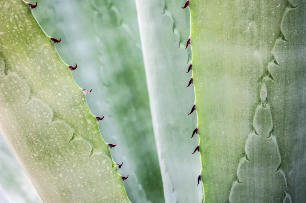 Gros plan d'une plante d'aloe vera