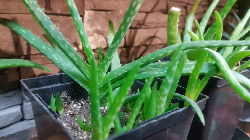 De quels types d’engrais les plantes d’Aloe Vera ont-elles besoin ?