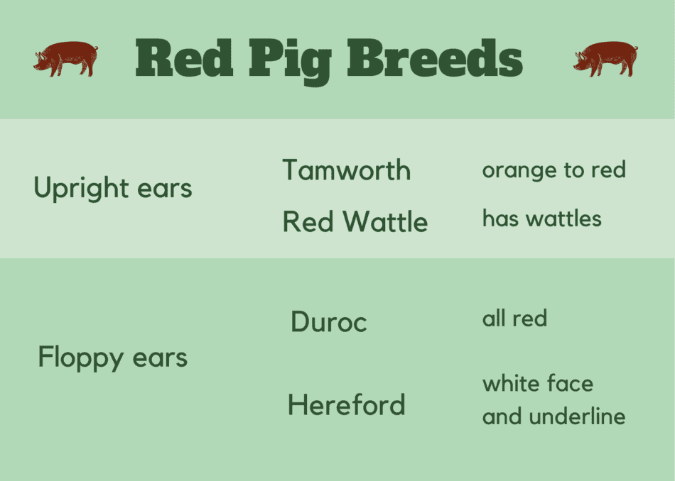 graphique montrant les différences entre les cochons rouges