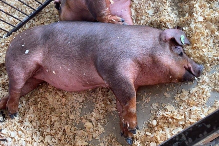 Porc du marché Duroc à la foire du comté de Morrow