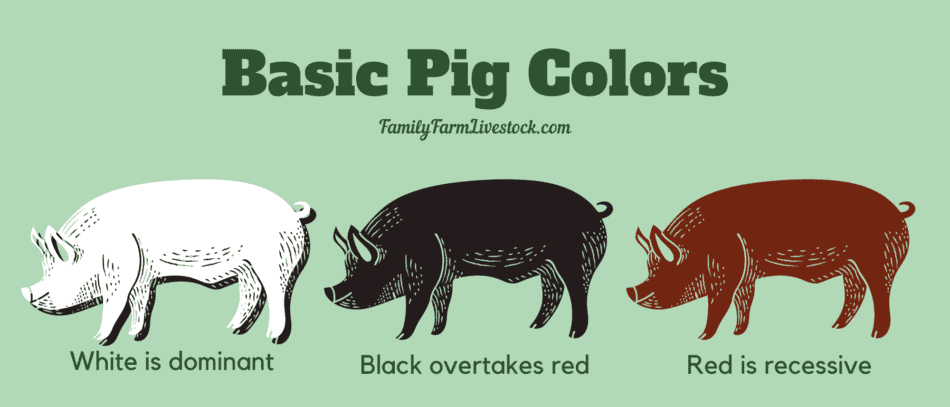 graphique montrant les couleurs de base du cochon : blanc, noir et rouge