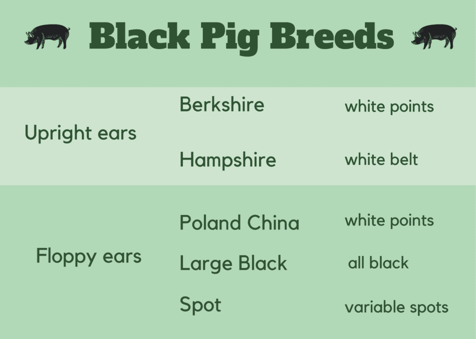 graphique montrant les différences entre les porcs noirs