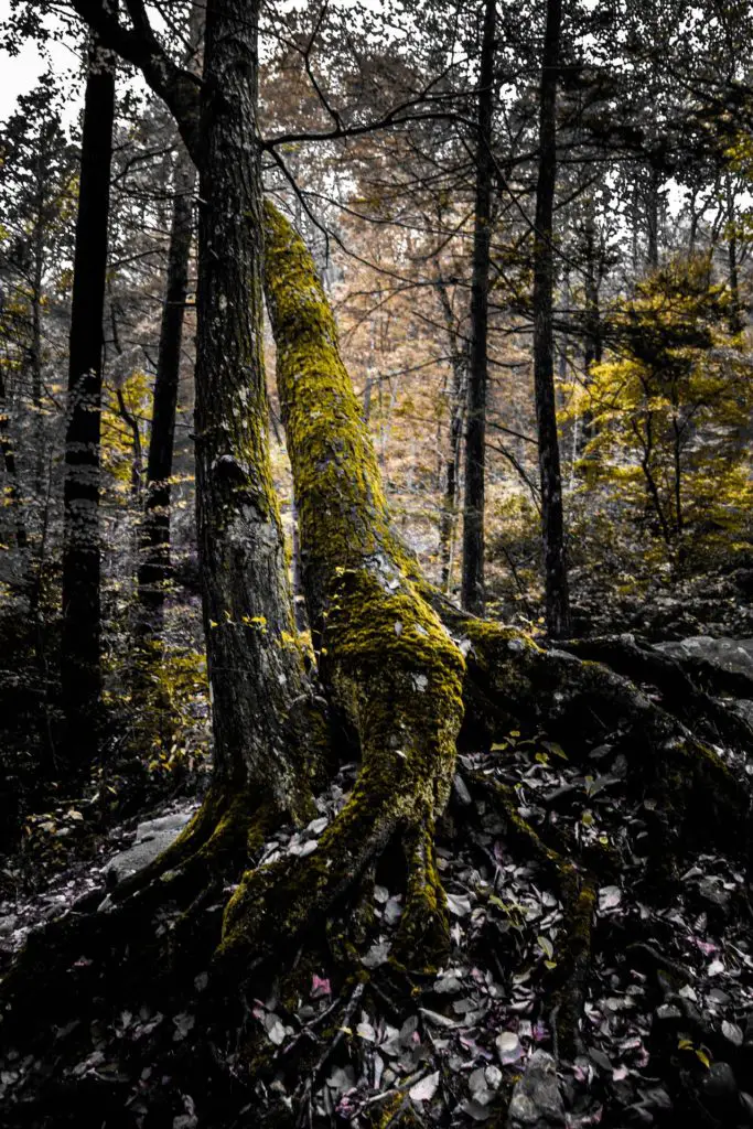 Forêt ancienne