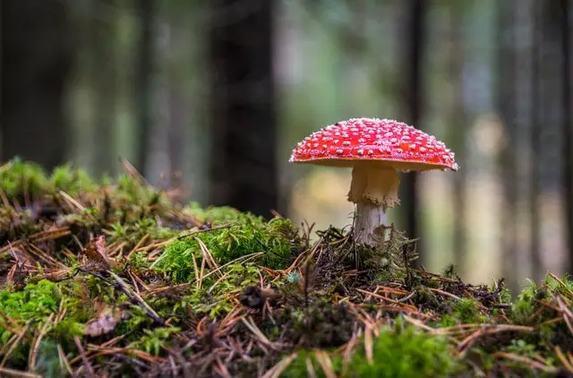 Champignon Amanita Muscaria dans une forêt