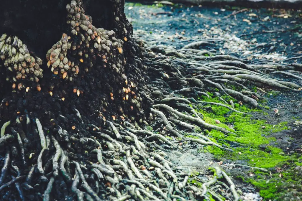 Racines d'un arbre