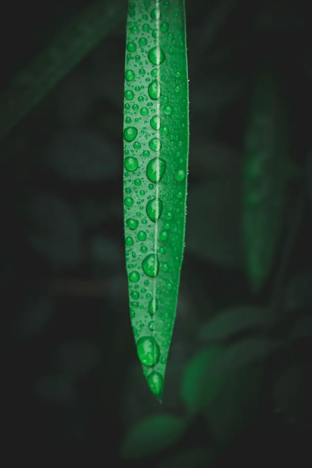 Une feuille mouillée est photographiée