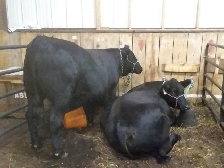 deux boeufs de marché