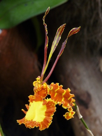 Psychopsis (Orchidée papillon)