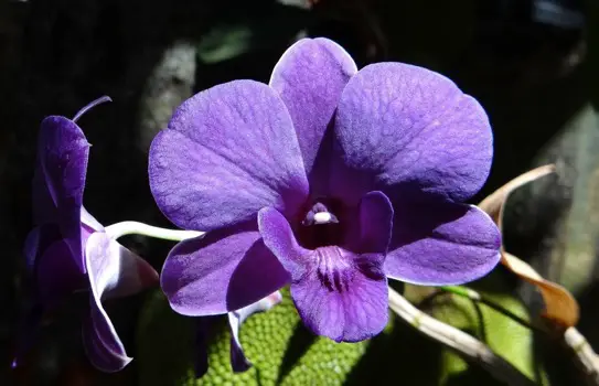 Orchidée Dendrobium Berry Oda