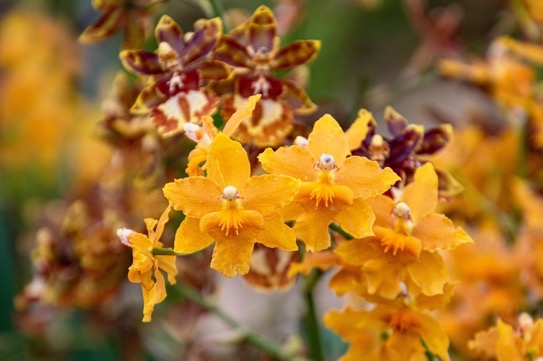 Orchidée Oncidium Dancing Lady