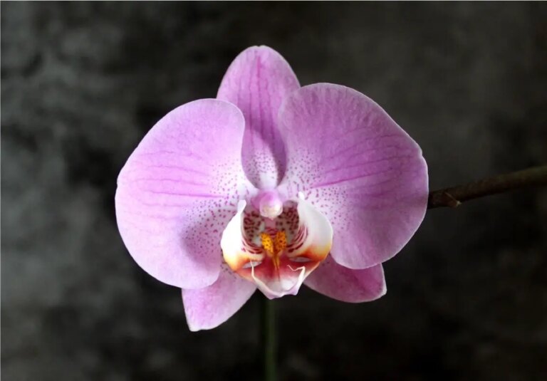 Top 5 des orchidées pour mettre en valeur les murs végétalisés : et 2 alternatives sans orchidées
