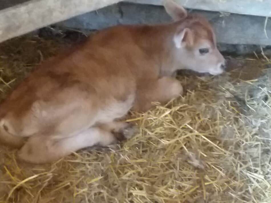 veau en jersey nouveau-né