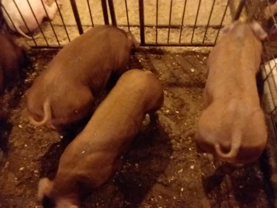 Porcs d'engraissement Duroc aux enchères