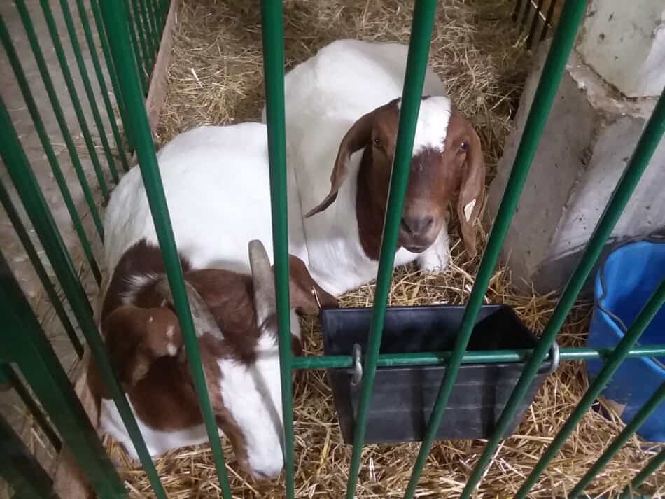 Chèvres du marché Boer à la foire