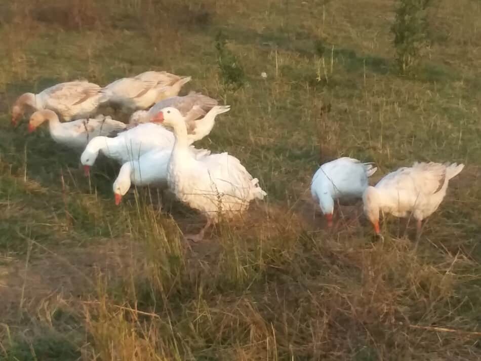 Plusieurs races d'oies broutant dans un même troupeau