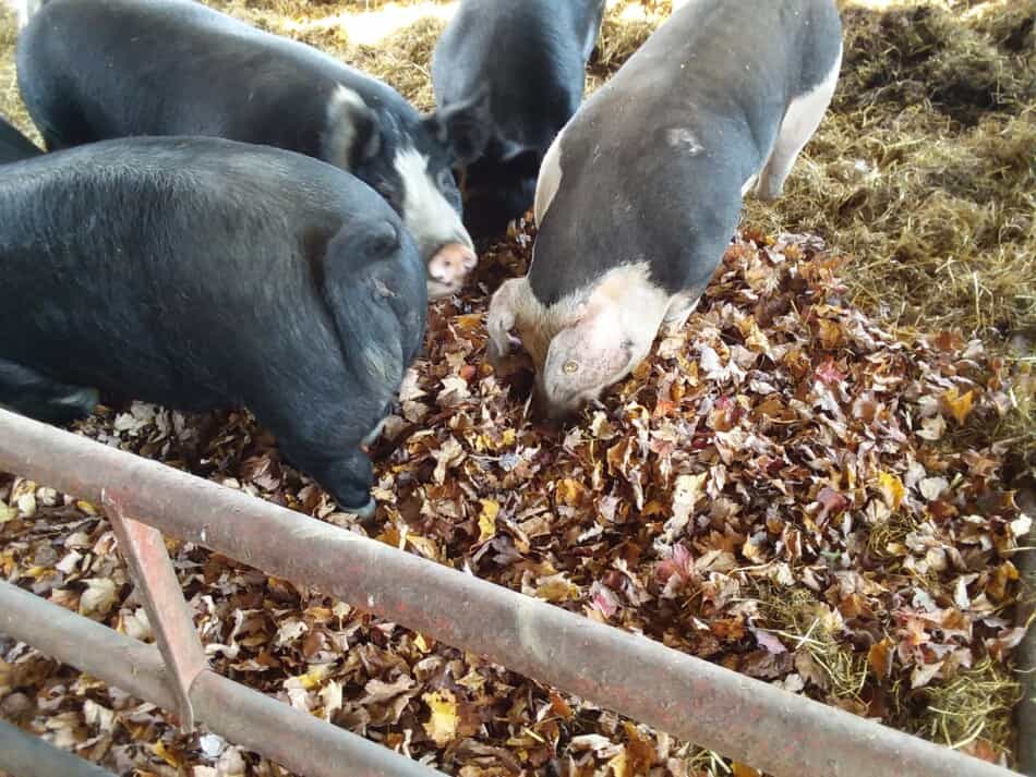 cochons fouillant dans les feuilles