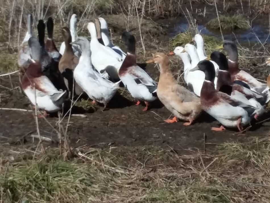 canards se promenant en troupeau