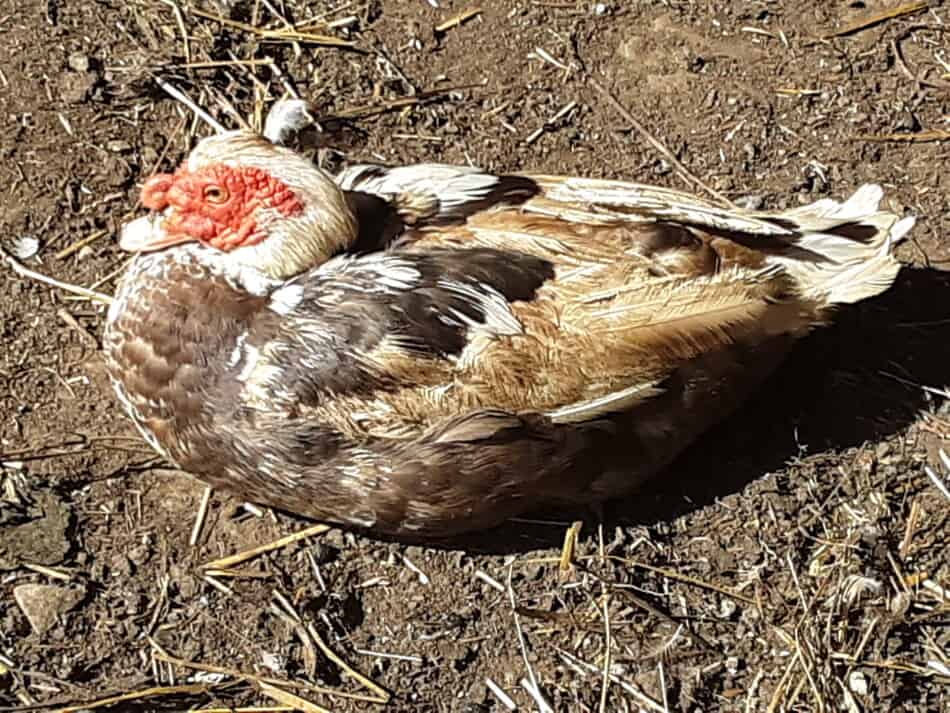 Canard de Barbarie, chocolat et blanc