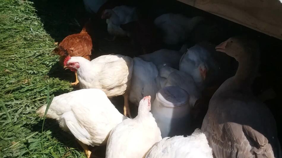 poulets de chair sur l'herbe avec un oison orphelin