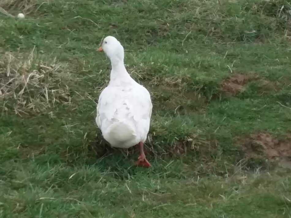 vue arrière montrant la largeur d'un canard de Pékin. Le canard est dans l'herbe et s'éloigne de moi