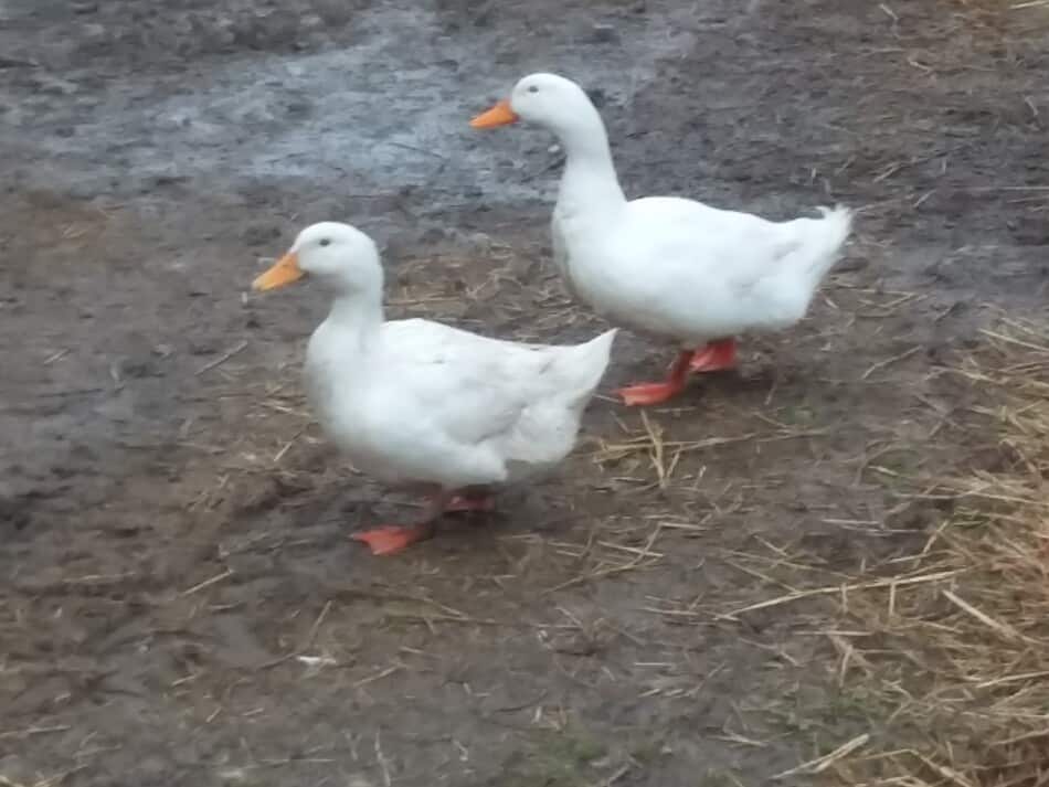 paire de canards de Pékin