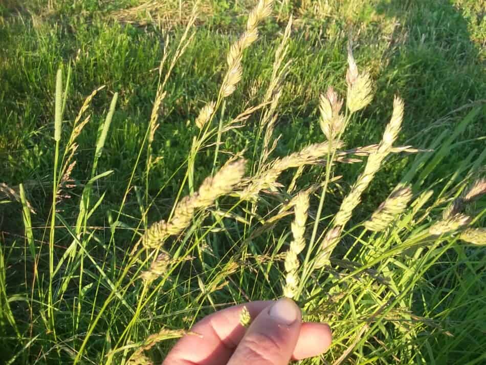 capitules sur les plantes de dactyle pelotonné et de fléole des prés