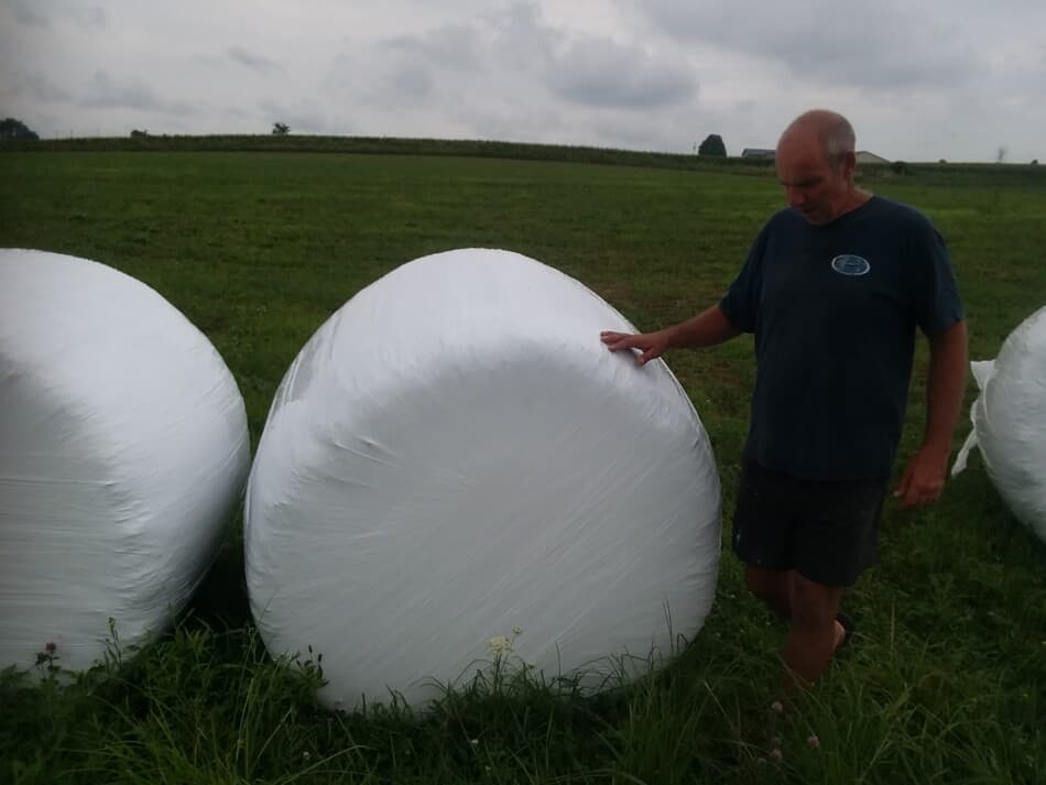 balles rondes enveloppées d'ensilage pour moutons