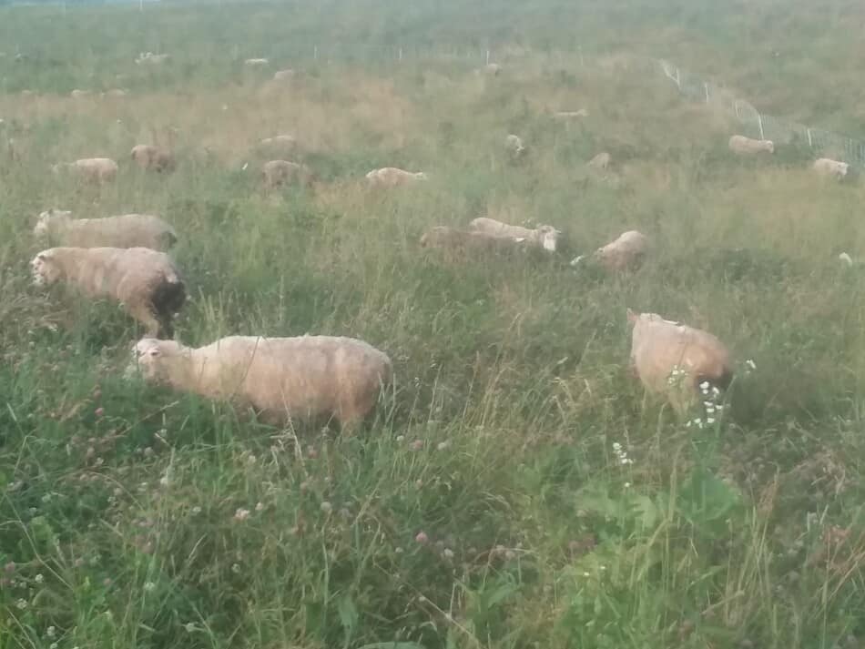 moutons paissant dans le brouillard