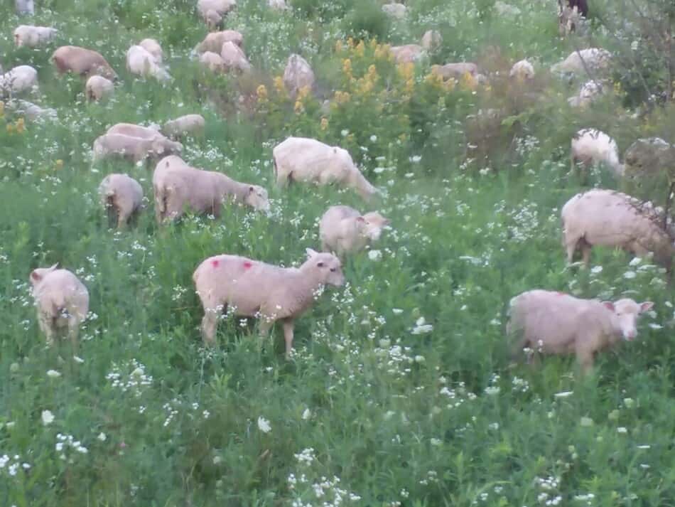 moutons broutant dans un pâturage mixte