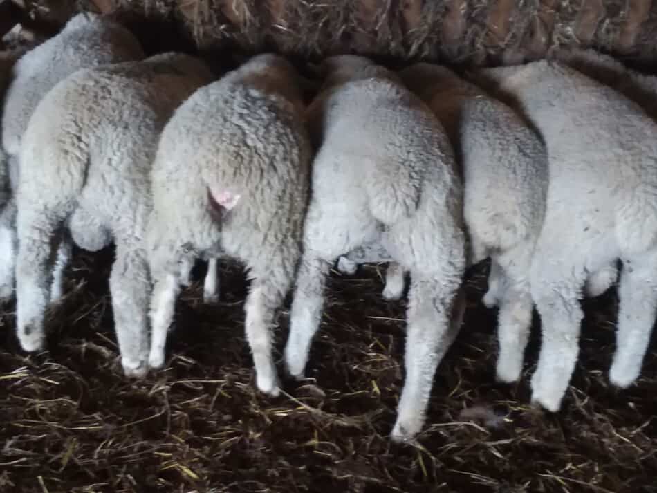 agneaux à une mangeoire mangeant du grain