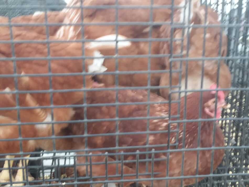 enclos de poules de la comète dorée à vendre aux enchères