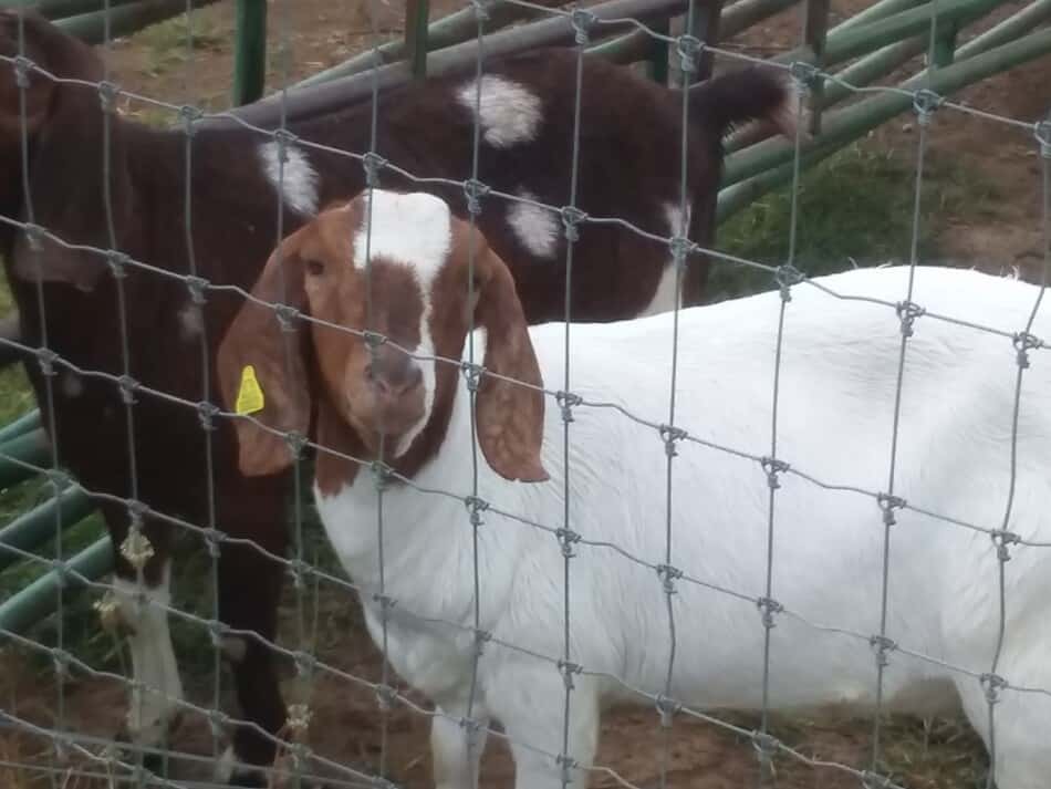 Chèvres à côté d'une clôture en fil de fer tressé