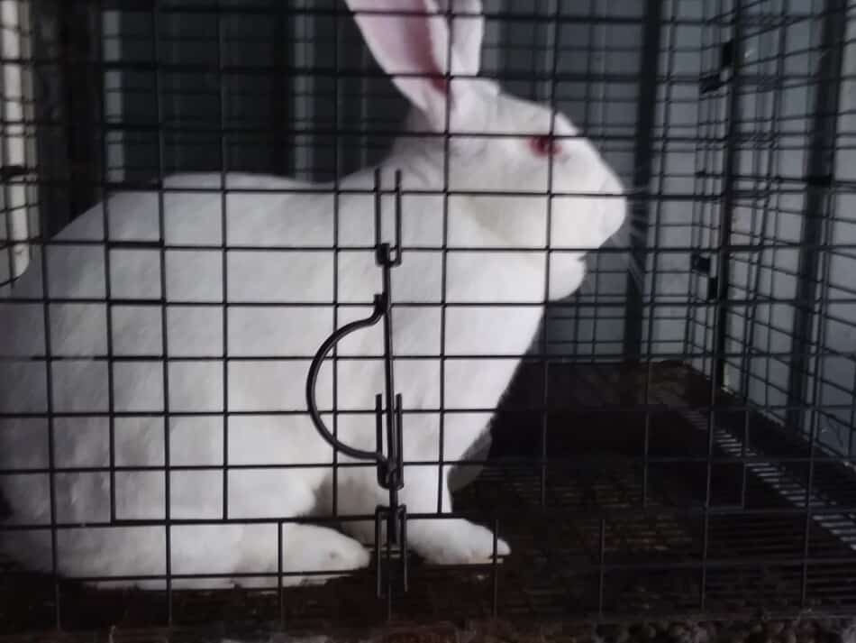 Lapin blanc de Nouvelle-Zélande en cage