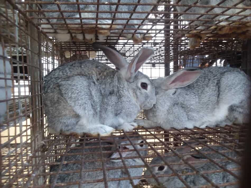 Lapins chinchilla américains à vendre lors d'une vente aux enchères locale