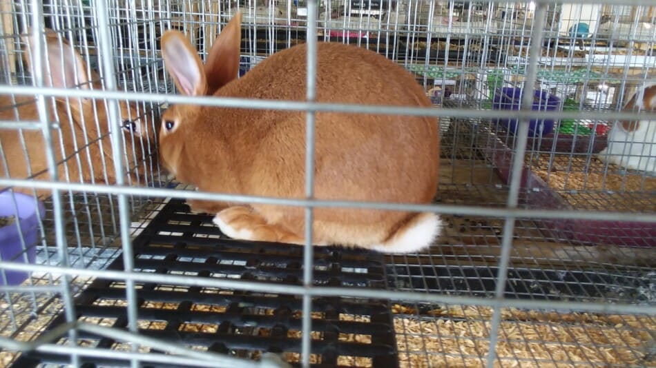 Lapin brun assis sur un tapis de cage