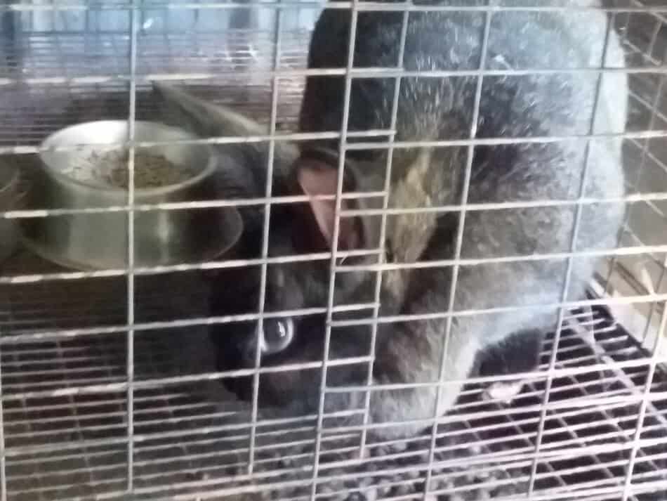 Gros plan du sol d'une cage à lapin