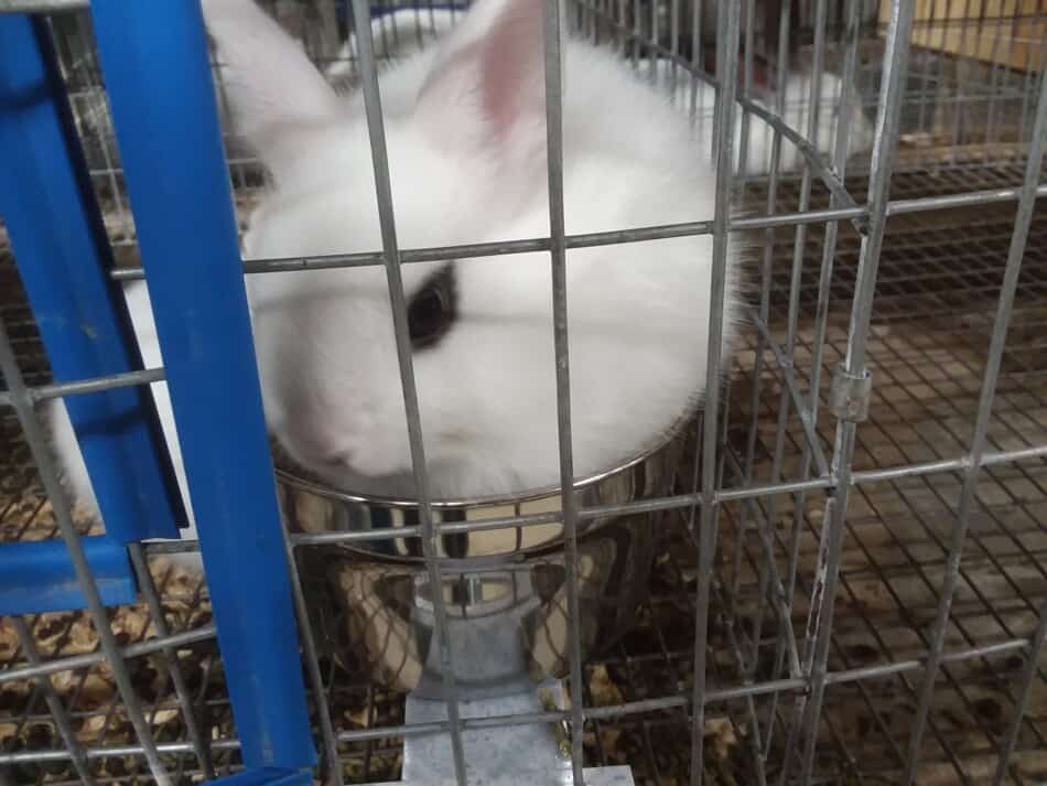 nain hotot assis dans le récipient à nourriture