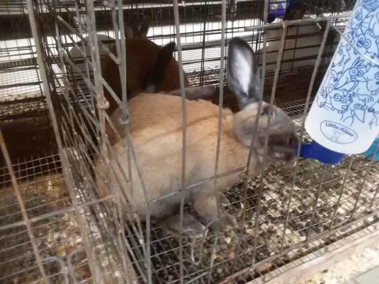 Lapin à la cannelle en train de boire