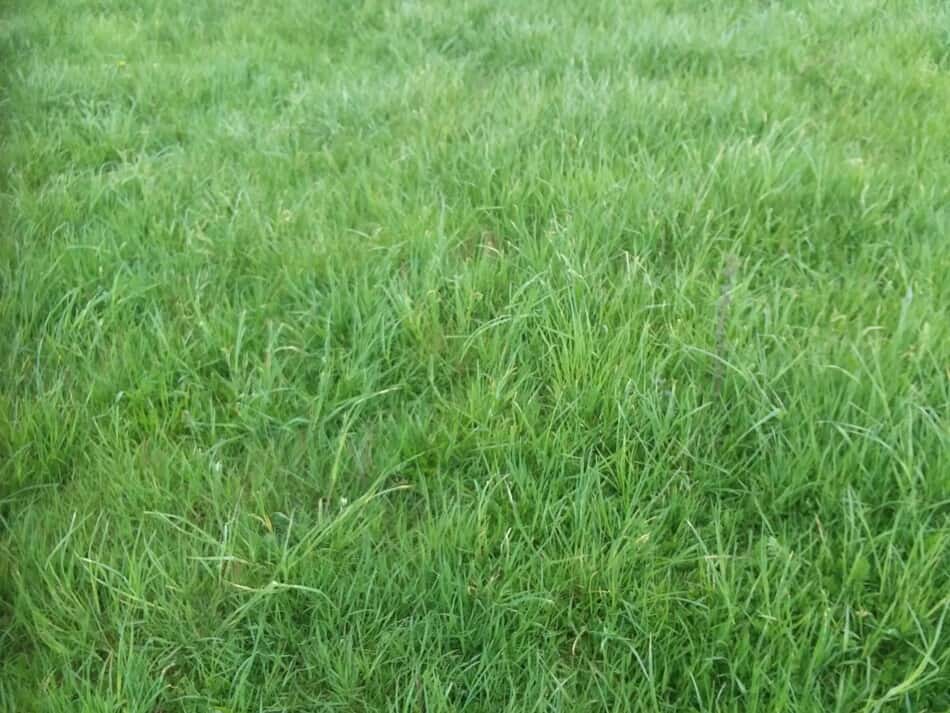 champ d'herbe printanière sur notre ferme