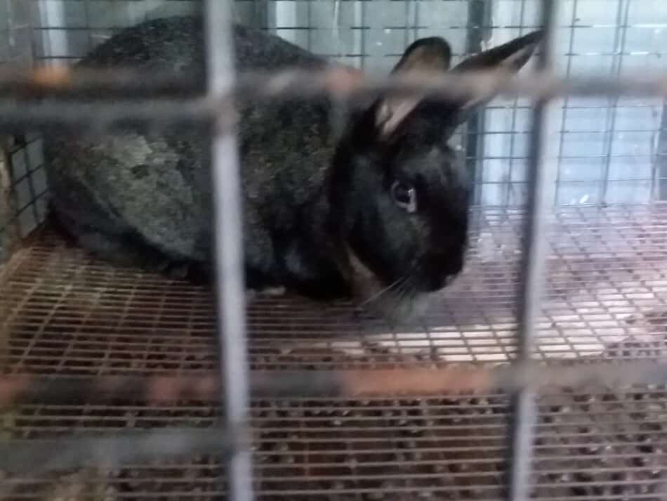 lapin noir dans une cage grillagée montrant l'espacement du fil pour le sol et les côtés avec un bac à fumier en dessous