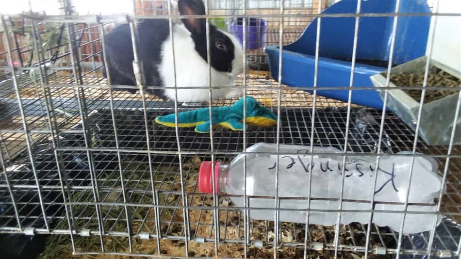 Lapin hollandais avec bouteille d'eau congelée et jouet en peluche 