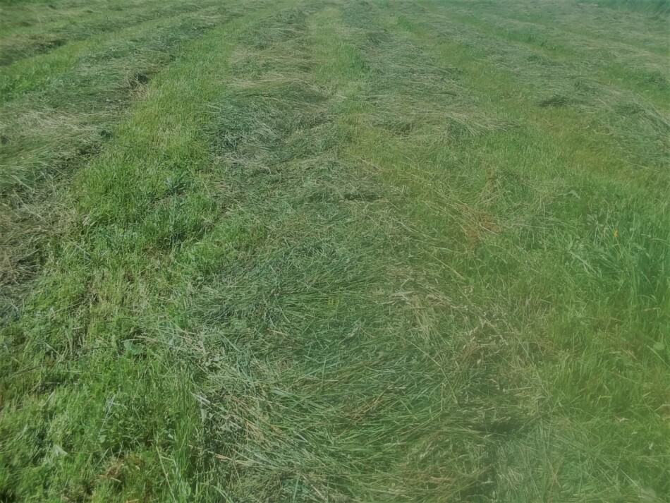 foin d'herbe tondu et en attente d'être ratissé et mis en balles